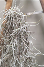 Load image into Gallery viewer, Spanish Moss
