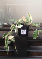 Load image into Gallery viewer, Hoya Carnosa Variegated
