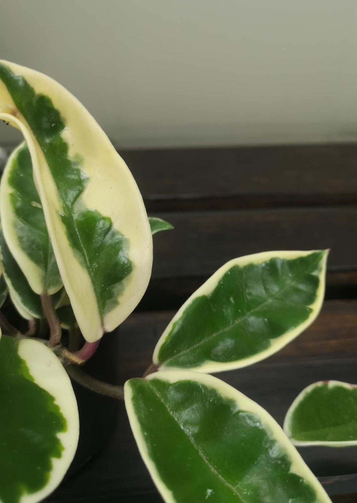 Hoya Carnosa Variegated