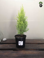 Load image into Gallery viewer, Conifer tree
