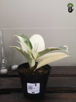 Load image into Gallery viewer, Ficus elastica Tineke Variegated Rubber Tree
