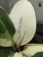 Load image into Gallery viewer, Ficus elastica Tineke Variegated Rubber Tree
