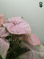 Load image into Gallery viewer, Syngonium Neon
