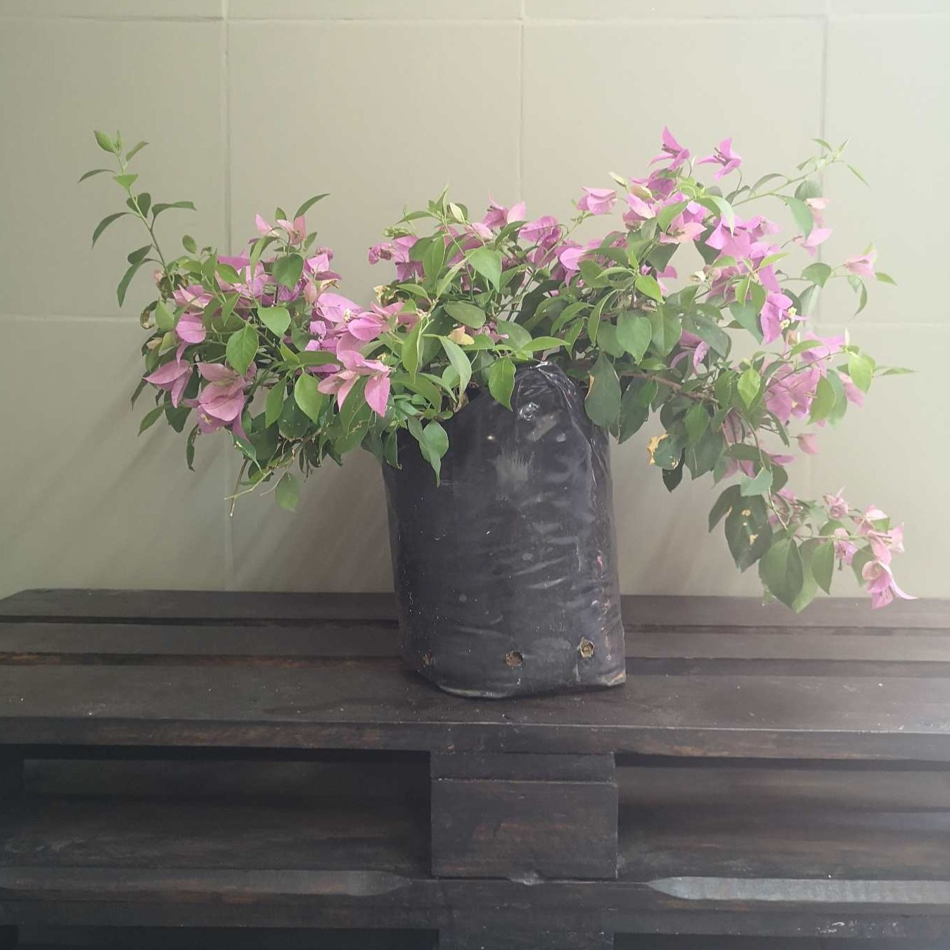 Bougainvillea