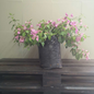 Bougainvillea