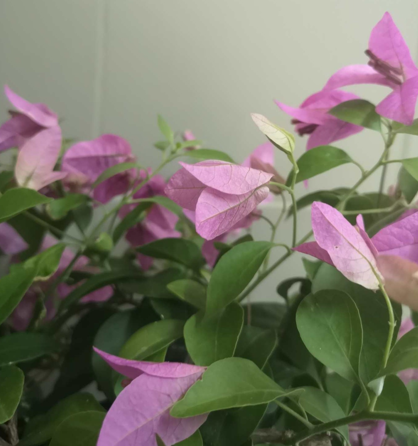 Bougainvillea