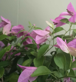 Load image into Gallery viewer, Bougainvillea
