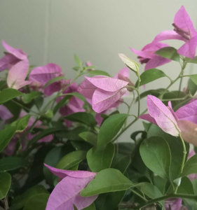 Bougainvillea