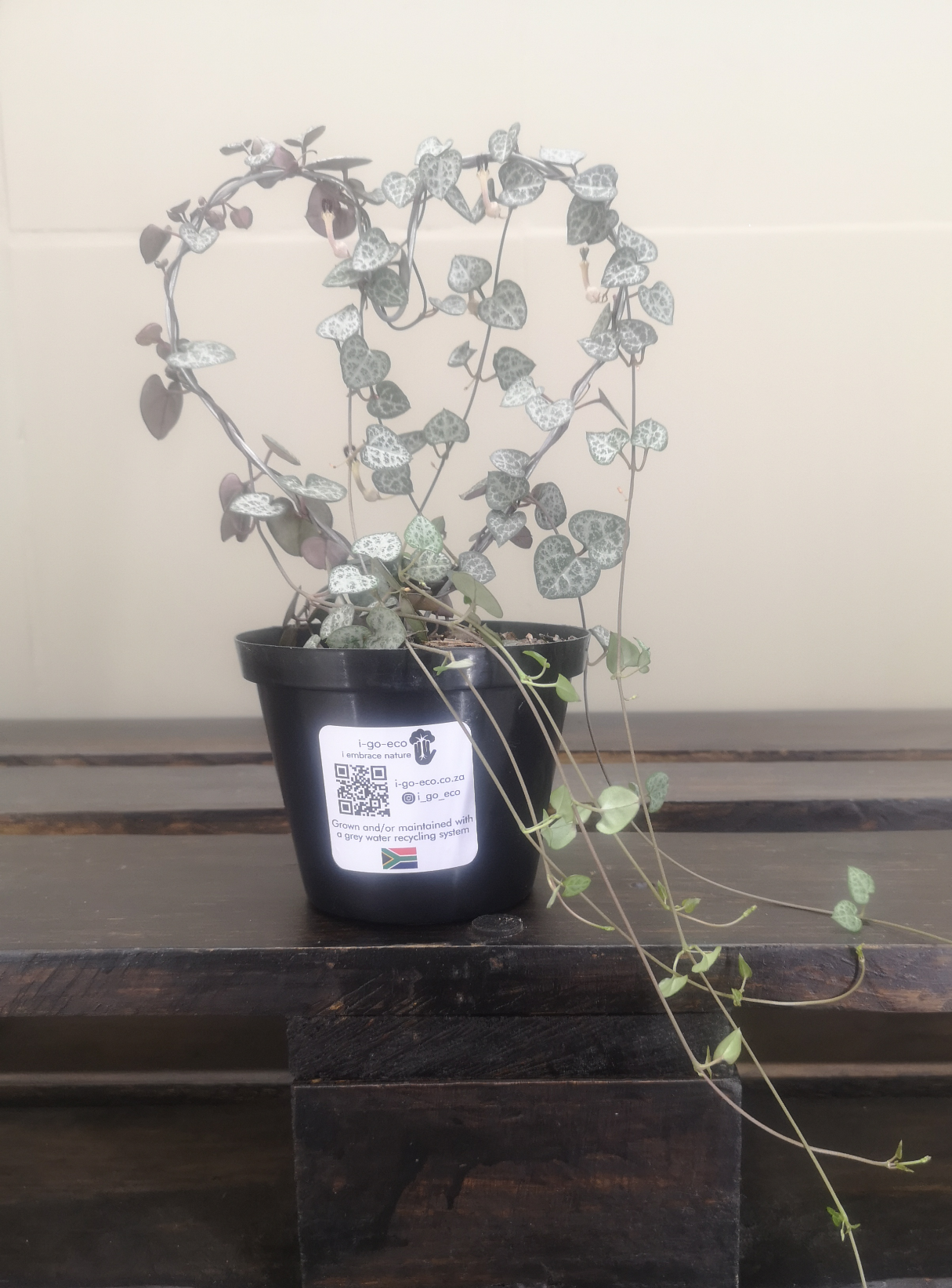 String of hearts