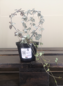 String of hearts