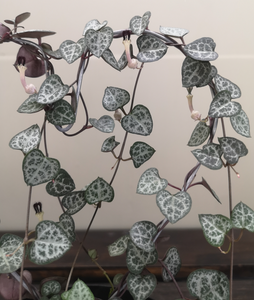 String of hearts