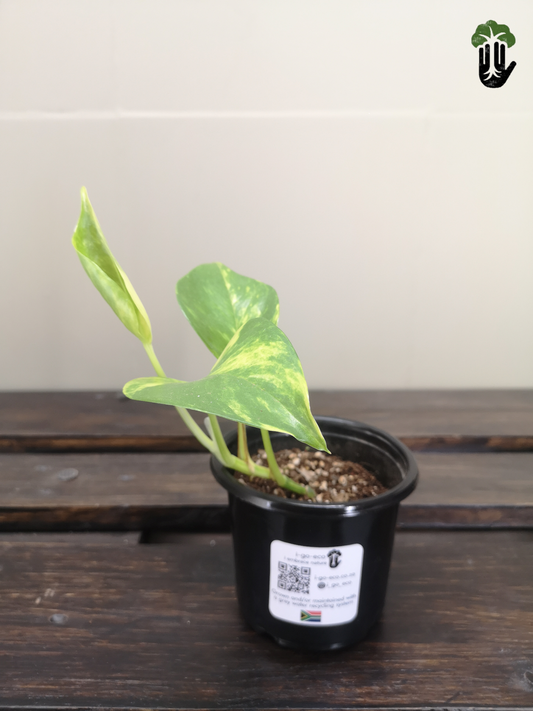 Scindapsus Aureus Devils Ivy (small)