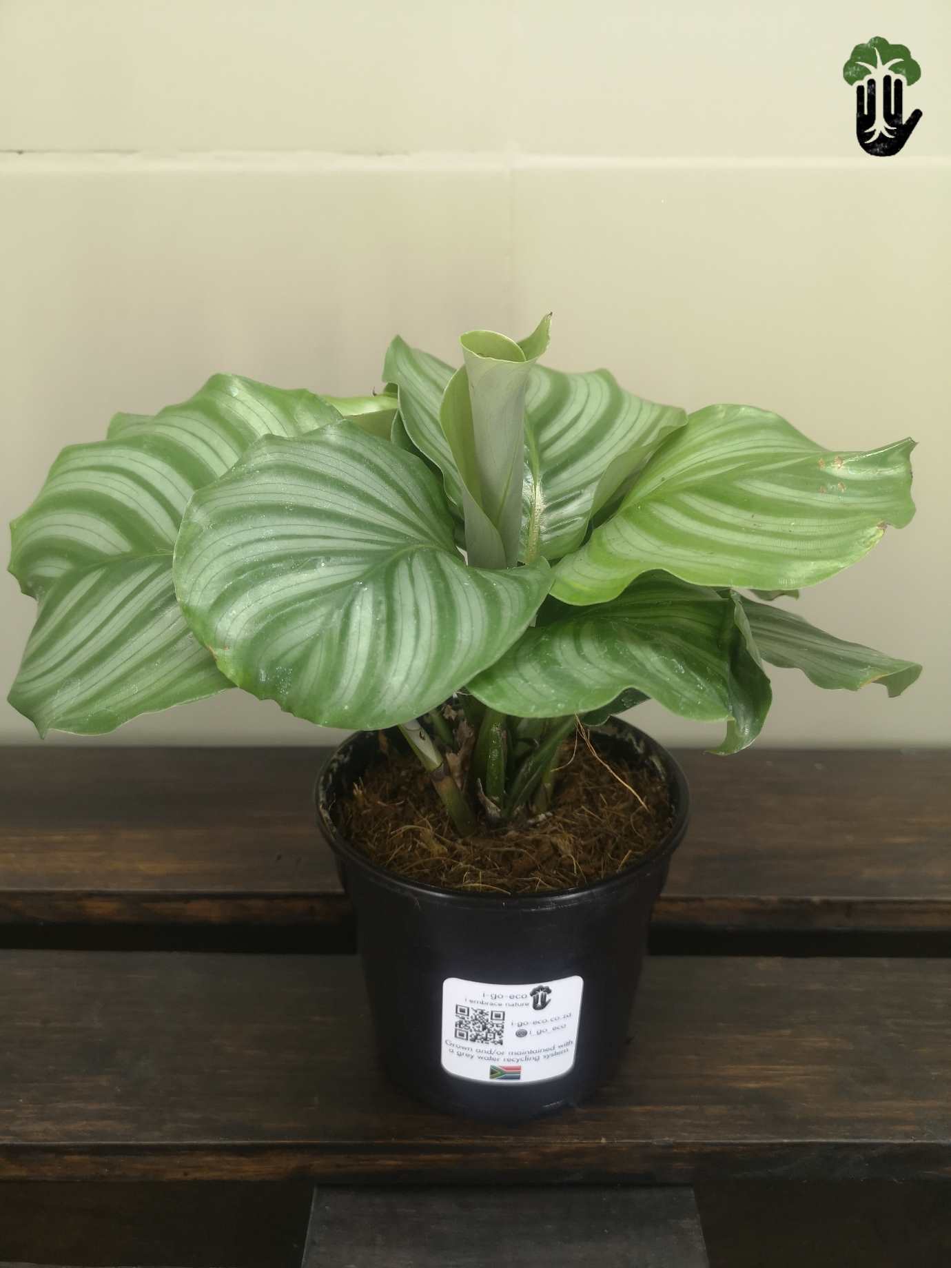 Calathea Orbifolia