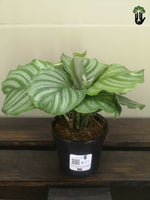 Load image into Gallery viewer, Calathea Orbifolia
