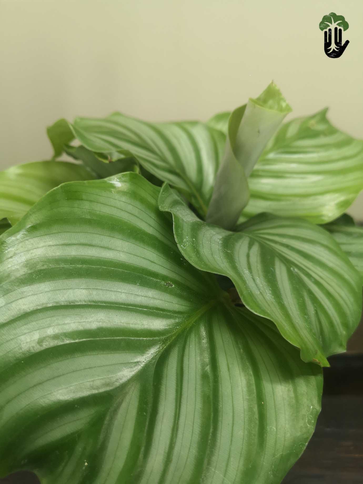 Calathea Orbifolia