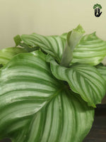 Load image into Gallery viewer, Calathea Orbifolia
