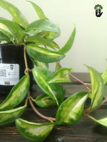 Load image into Gallery viewer, Hoya Carnosa TriColour
