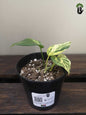 Marble Queen Pothos (small)