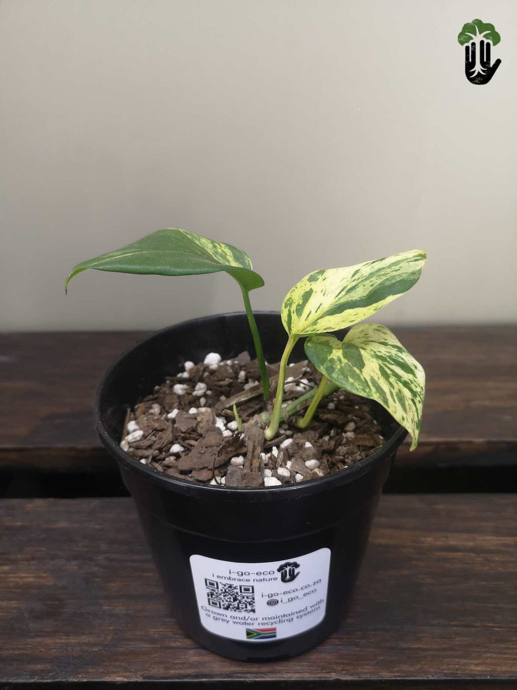 Marble Queen Pothos (small)