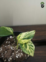 Load image into Gallery viewer, Marble Queen Pothos (small)
