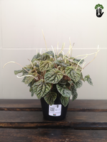 Load image into Gallery viewer, Peperomia Caperata &quot;Gold&quot;

