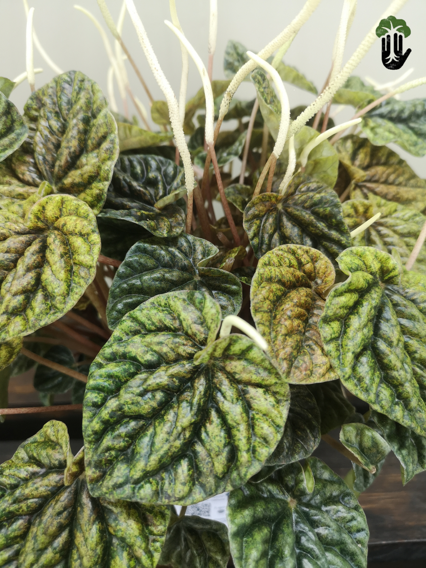 Peperomia Caperata "Gold"