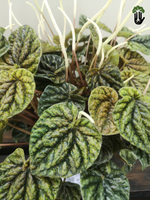 Load image into Gallery viewer, Peperomia Caperata &quot;Gold&quot;
