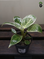 Load image into Gallery viewer, Philodendron Birkin
