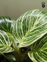 Load image into Gallery viewer, Philodendron Birkin
