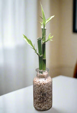 Load image into Gallery viewer, Lucky Bamboo - 2 stems - Planted in glass jar with gravel
