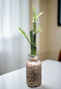 Lucky Bamboo - 2 stems - Planted in glass jar with gravel