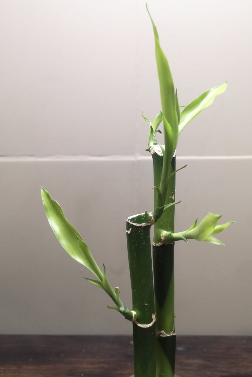 Lucky Bamboo - 2 stems - Planted in glass jar with gravel