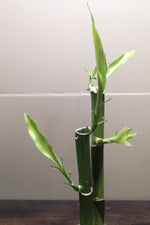 Load image into Gallery viewer, Lucky Bamboo - 2 stems - Planted in glass jar with gravel
