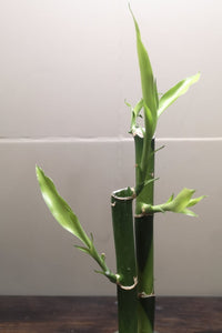 Lucky Bamboo - 2 stems - Planted in glass jar with gravel