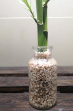 Load image into Gallery viewer, Lucky Bamboo - 2 stems - Planted in glass jar with gravel
