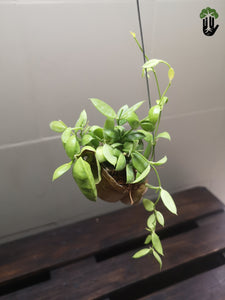 Dischidia Vidalii