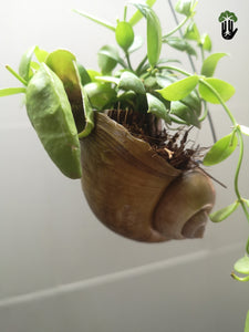 Dischidia Vidalii