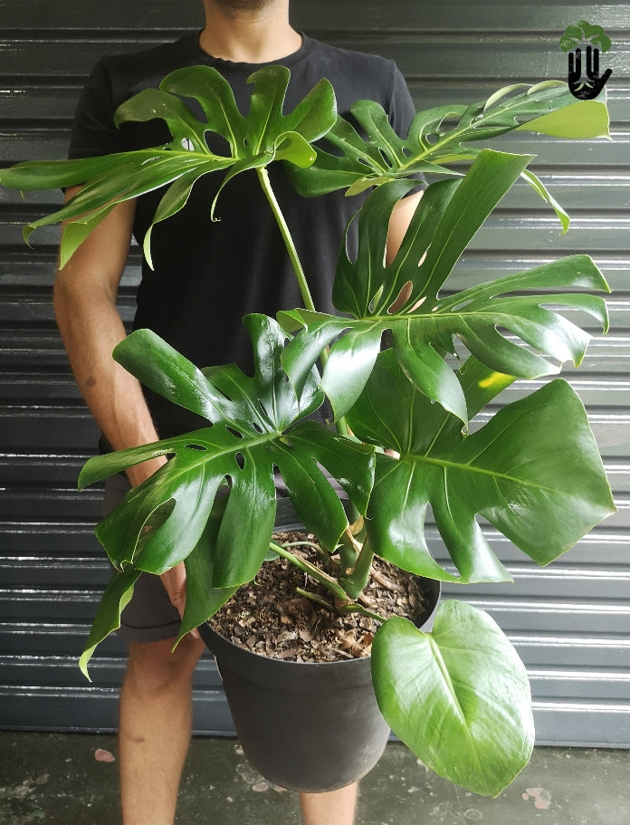 Philodendron Monstera large