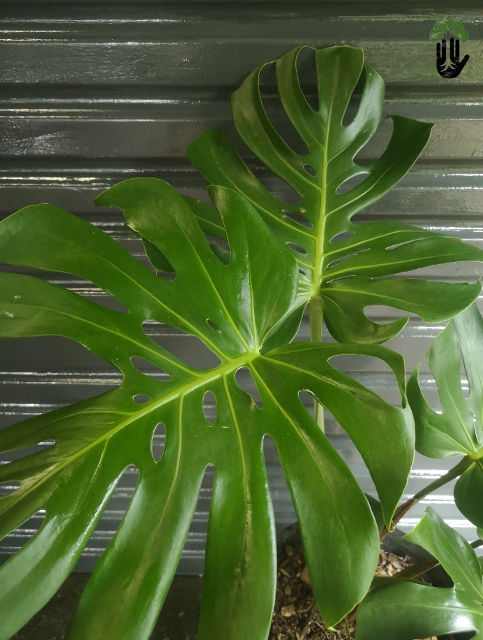 Philodendron Monstera deliciosa Large