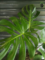 Load image into Gallery viewer, Philodendron Monstera deliciosa Large
