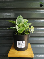 Load image into Gallery viewer, Marble Queen Pothos
