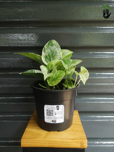 Marble Queen Pothos