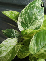 Load image into Gallery viewer, Marble Queen Pothos
