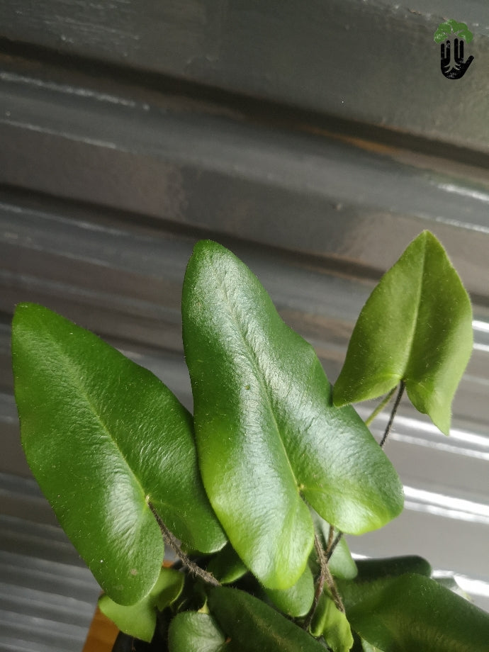 Heart Fern