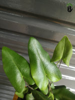 Load image into Gallery viewer, Heart Fern
