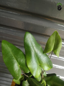 Heart Fern