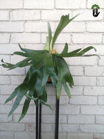 Load image into Gallery viewer, Staghorn Fern
