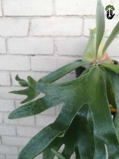 Staghorn Fern