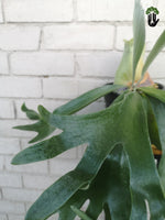Load image into Gallery viewer, Staghorn Fern
