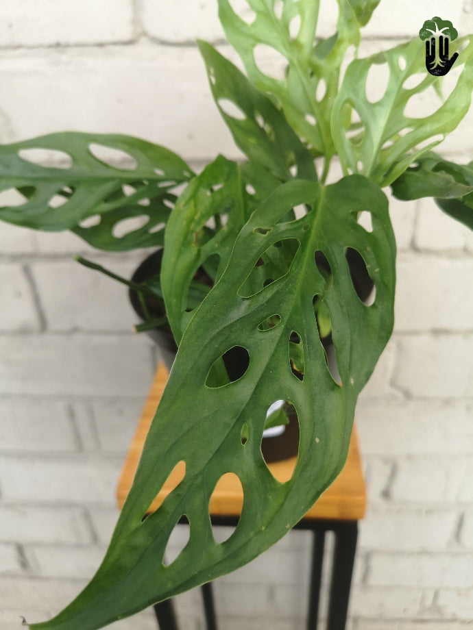 Philodendron Adansonii Swiss Cheese